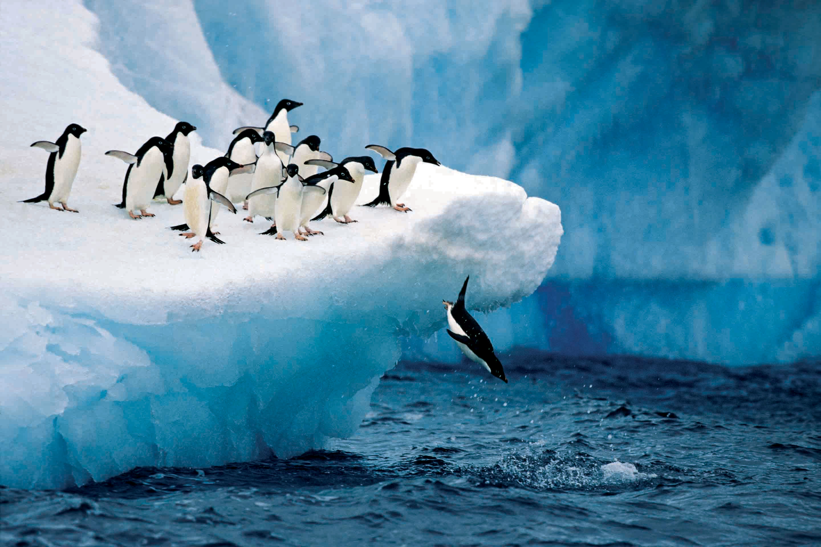 کشف جدید: پنگوئن‌ها هنگام شکار در زیر آب آواز می‌خوانند