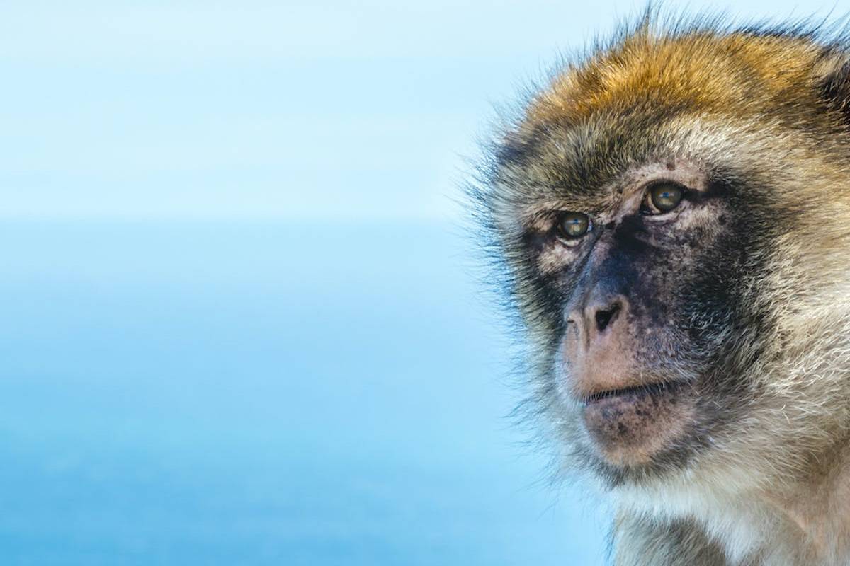 کشف شواهد فسیلی که نشان‌دهنده‌ی عبور میمون‌ها از اقیانوس اطلس است