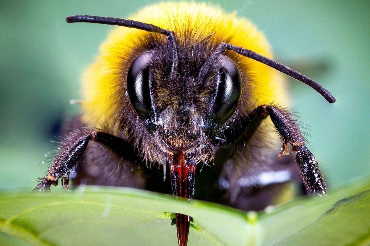 زنبورهای مخملی به گیاهان آسیب می‌زنند تا آن‌ها را به گلدهی وادار کنند