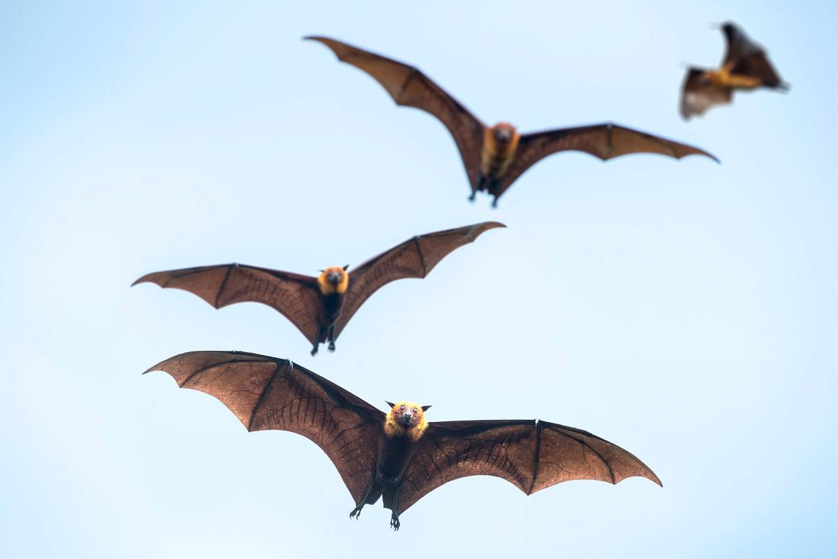 چرا خفاش‌ها منشا بیماری‌های زیادی هستند؟