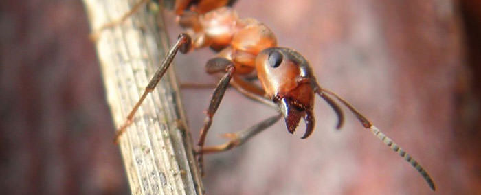 مورچه جنگلی