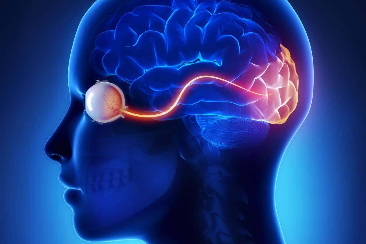 دانشمندان توانایی دیدن حروف رسم‌شده روی مغز را به افراد نابینا بخشیدند