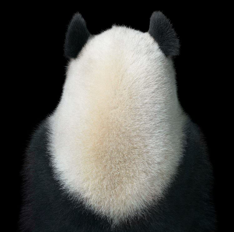 jili panda