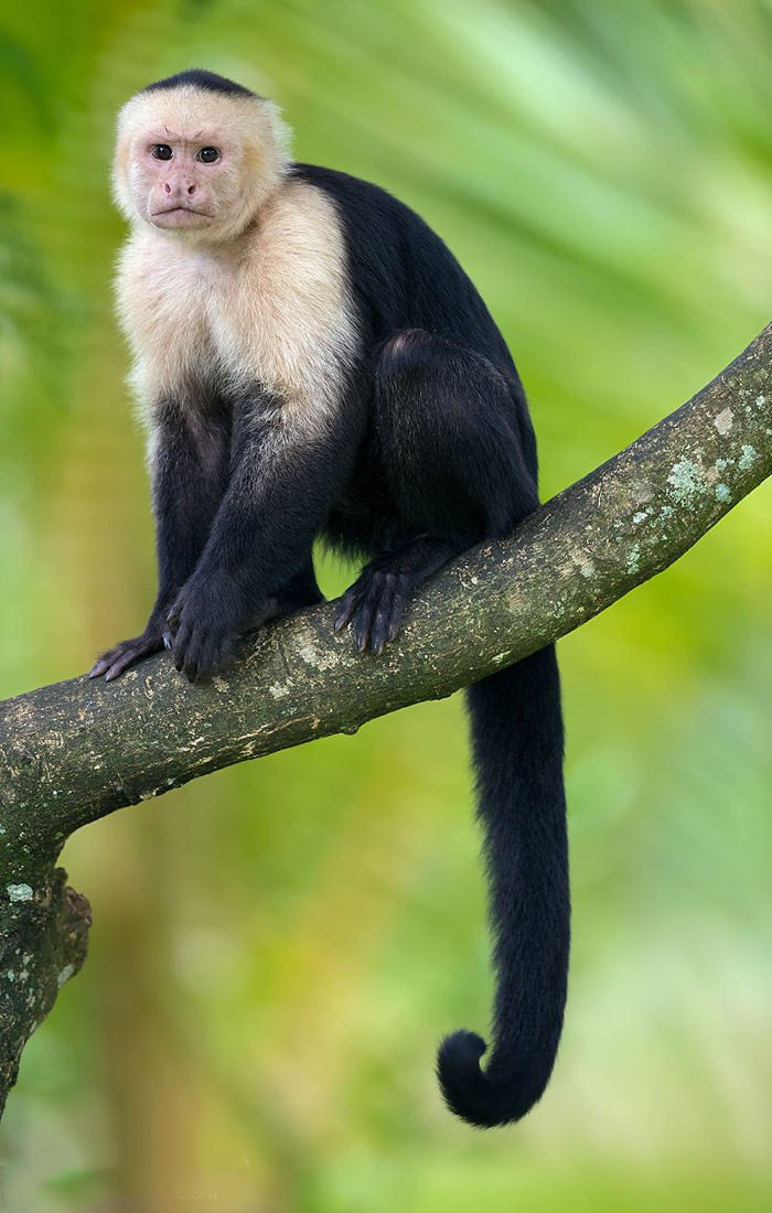 عکاسی حیات وحش-حیات وحش کاستاریکا-میمون کاپوچین