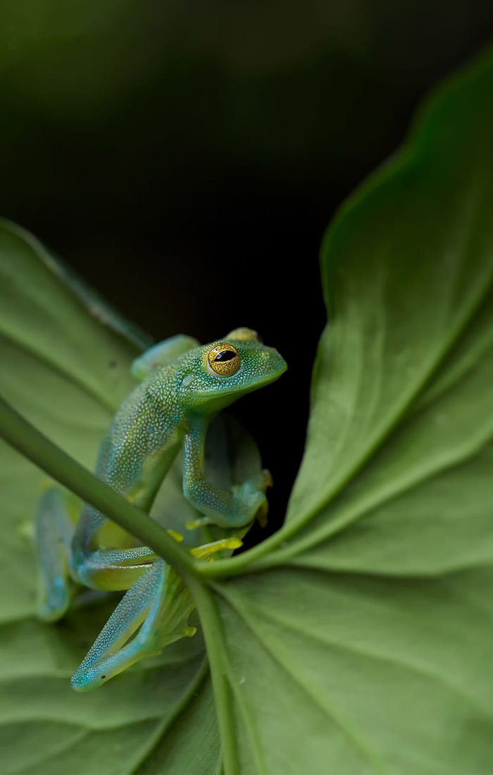 عکاسی حیات وحش-حیات وحش کاستاریکا-قورباغه شیشه ای