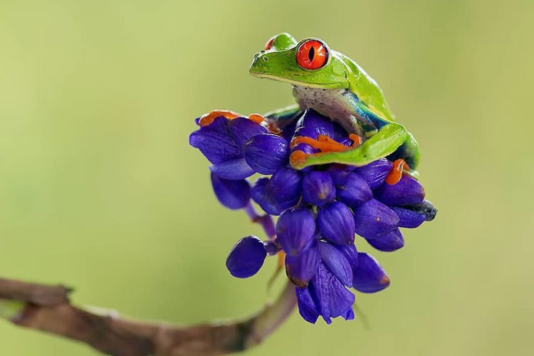 عکاسی حیات وحش؛ ۳۰ عکس از حیوانات زیبای جنگل‌های کاستاریکا
