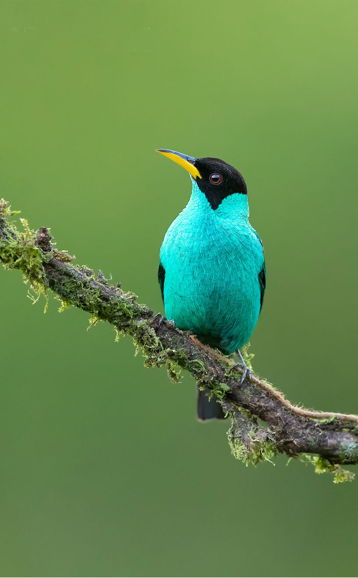 عکاسی حیات وحش-حیات وحش کاستاریکا-مرغ مگس سبز