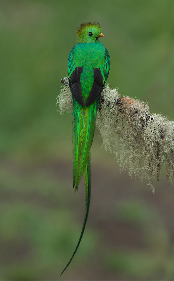 عکاسی حیات وحش-حیات وحش کاستاریکا-درازدامن براق