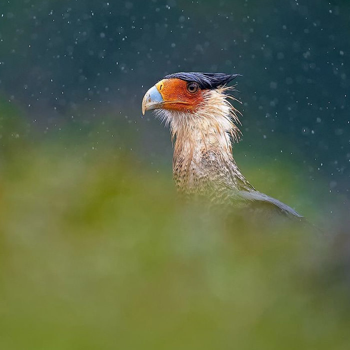 عکاسی حیات وحش-حیات وحش کاستاریکا-کاراکای کاکل دار