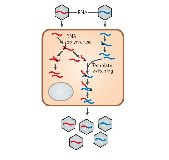 نوترکیبی RNA ویروس ها