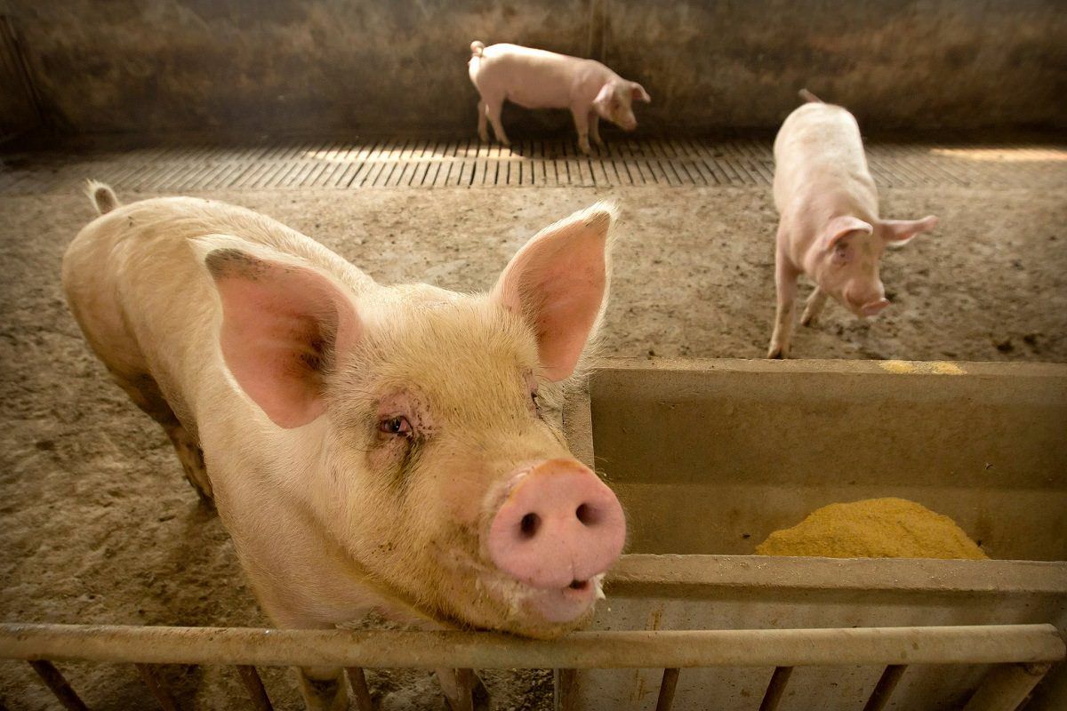 سویه‌ای جدید از ویروس آنفلوانزای خوکی با قابلیت انتقال به انسان در چین در حال انتشار است