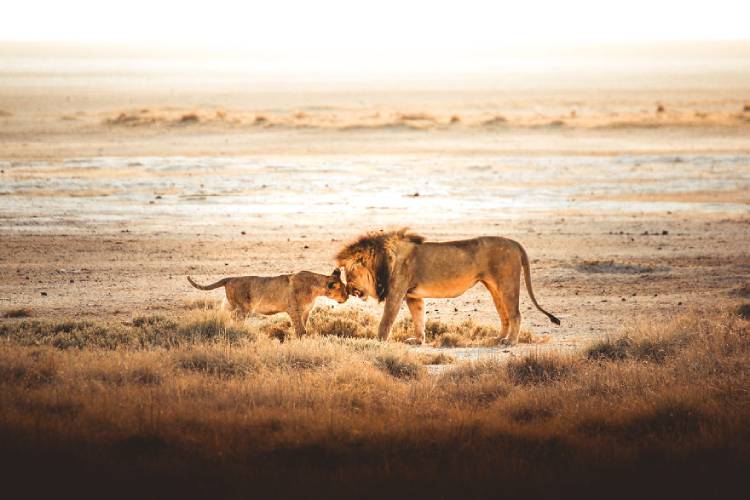 یکی از برترین عکس‌های مسابقه عکاسی wild2020 ثبت‌گردیده در نامیبیا توسط freeilli 