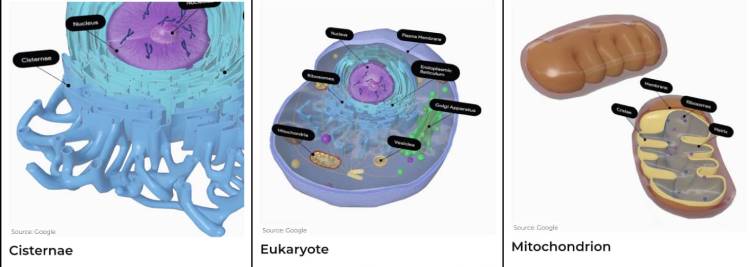 نمونه تصاویر سه‌بعدی از سلول‌های جانوری