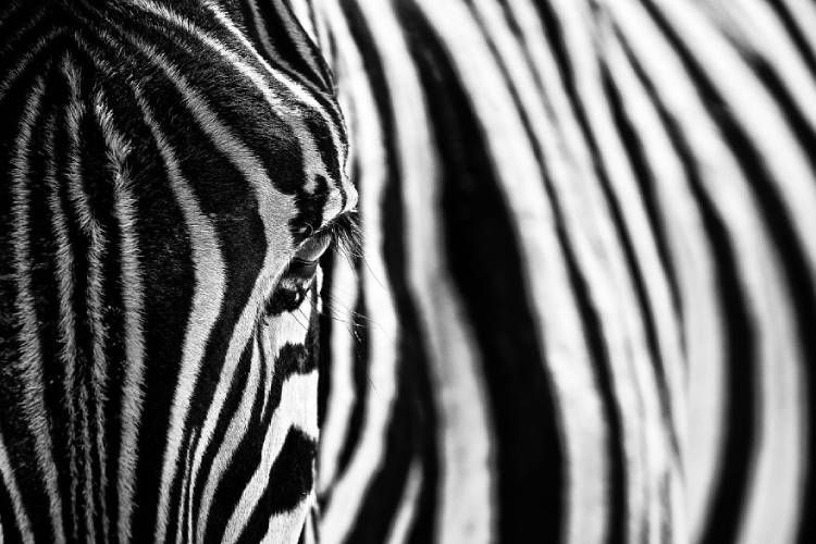 یکی از برترین عکس‌های مسابقه عکاسی wild2020 ثبت‌گردیده در نامیبیا توسط marcotagliarino 
