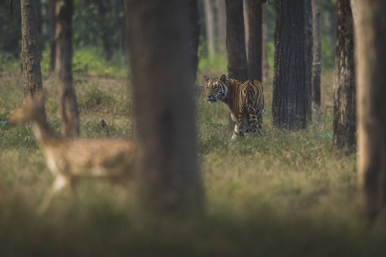 یکی از برترین عکس‌های مسابقه عکاسی wild2020 ثبت‌شده در هند توسط mits4772 