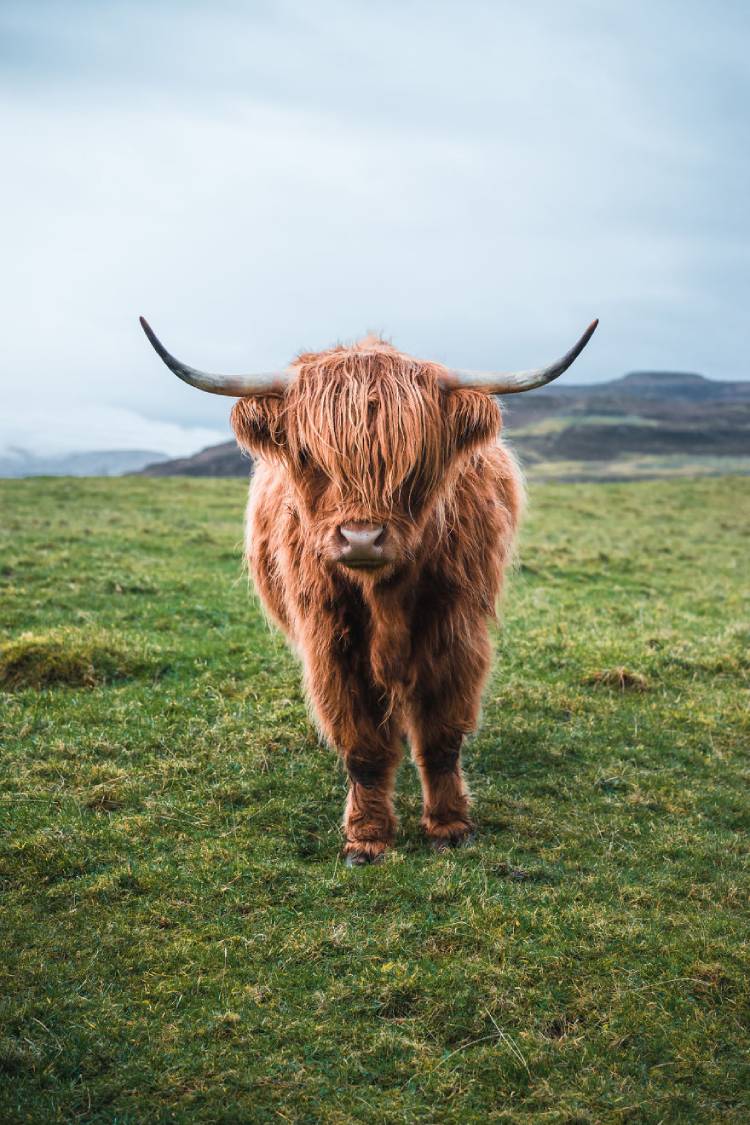 یکی از برترین عکس‌های مسابقه عکاسی wild2020 ثبت‌شده در اسکاتلند توسط jamesxtheo 