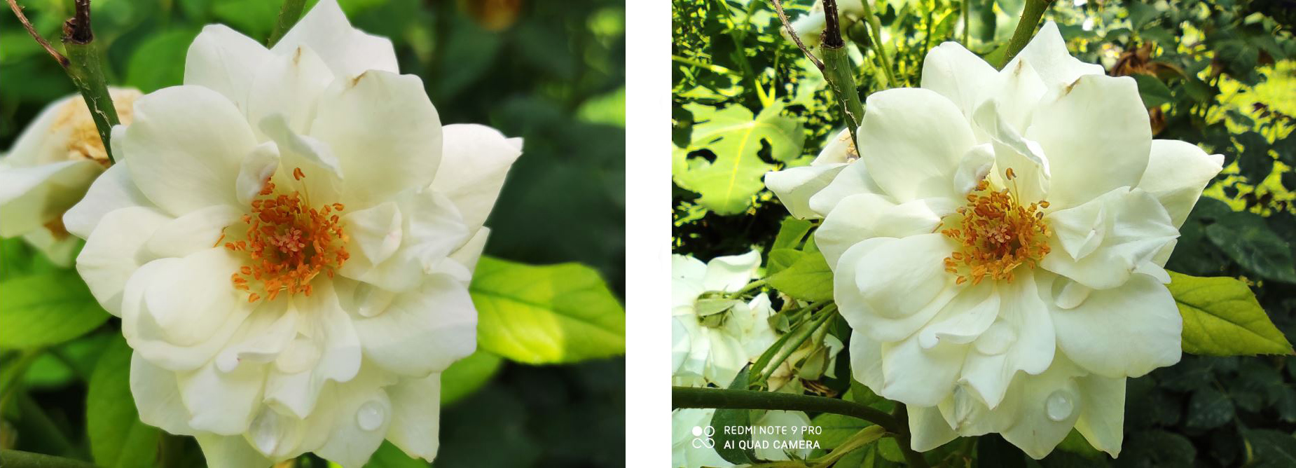 عکس گل ماکرو ردمی نوت ۹ پرو در برابر عکس گل واید