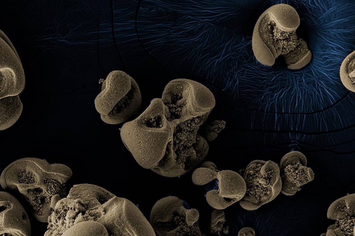 پژوهشگران نوعی باکتری فلزخوار شناسایی کرده‌اند