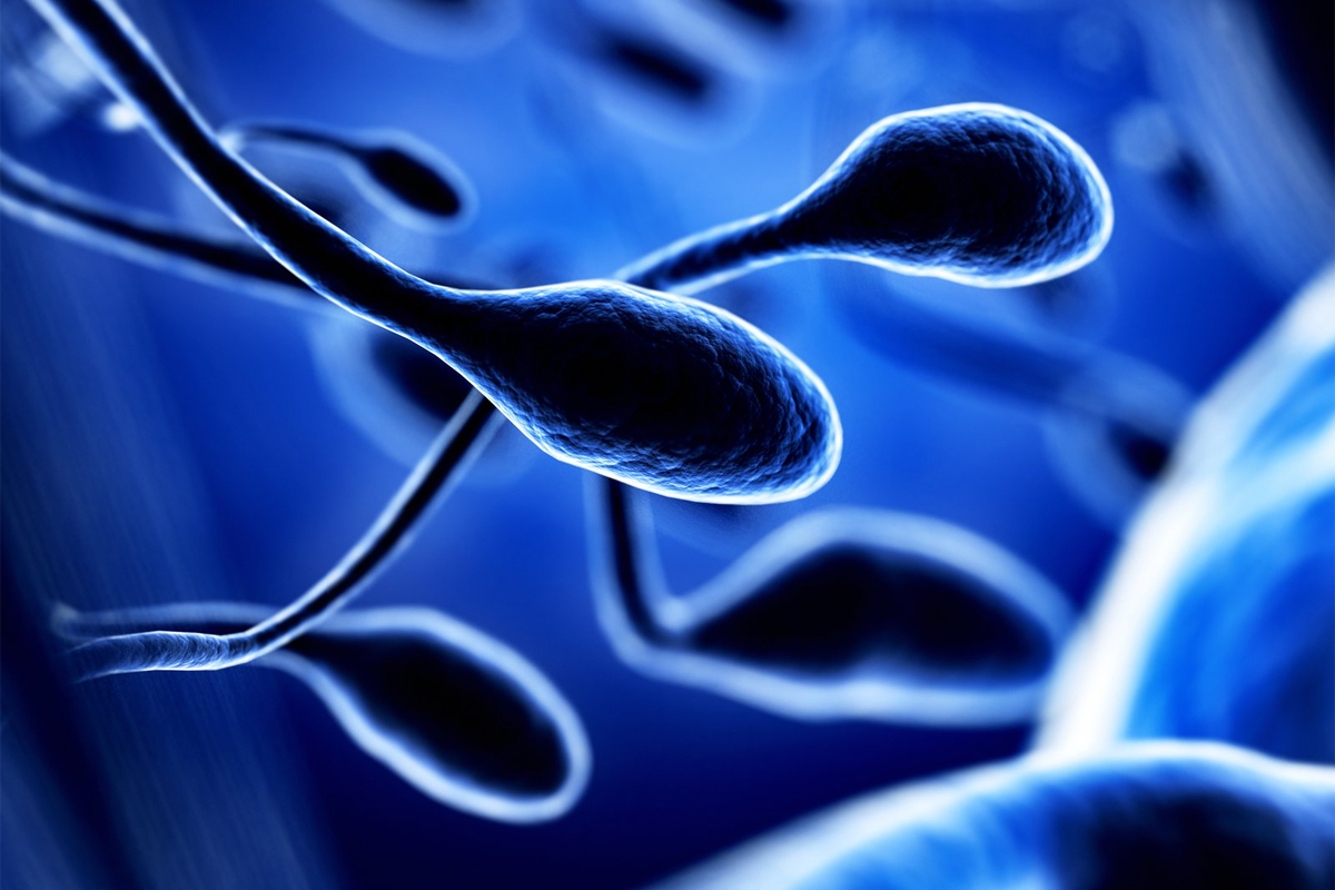 پژوهشگران اولین‌بار سلول بنیادی اسپرم انسان را در آزمایشگاه رشد دادند
