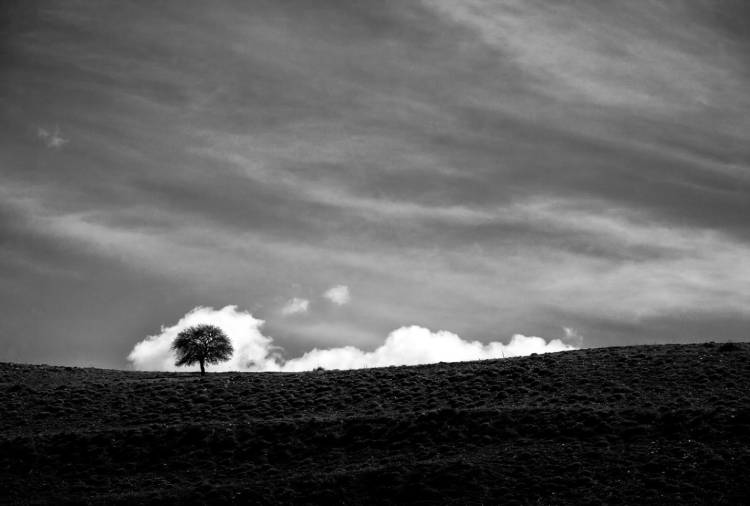 نمونه تصویر گرفته گردیده از درختان توسط علی شکری