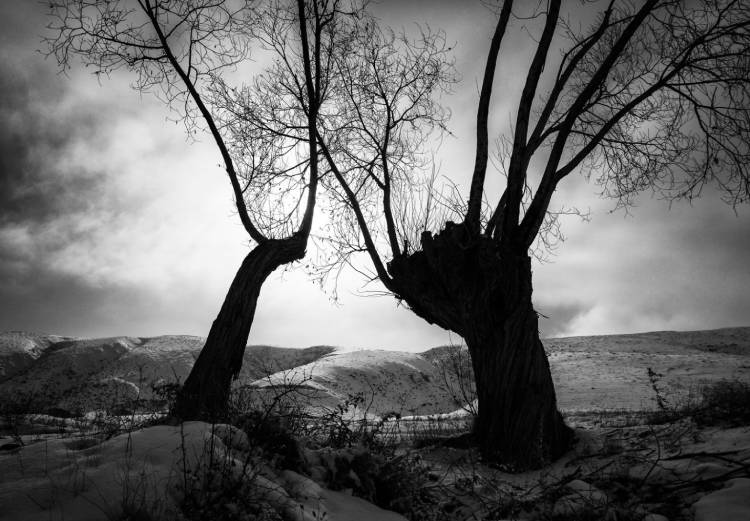 نمونه تصویر گرفته گردیده از درختان توسط علی شکری