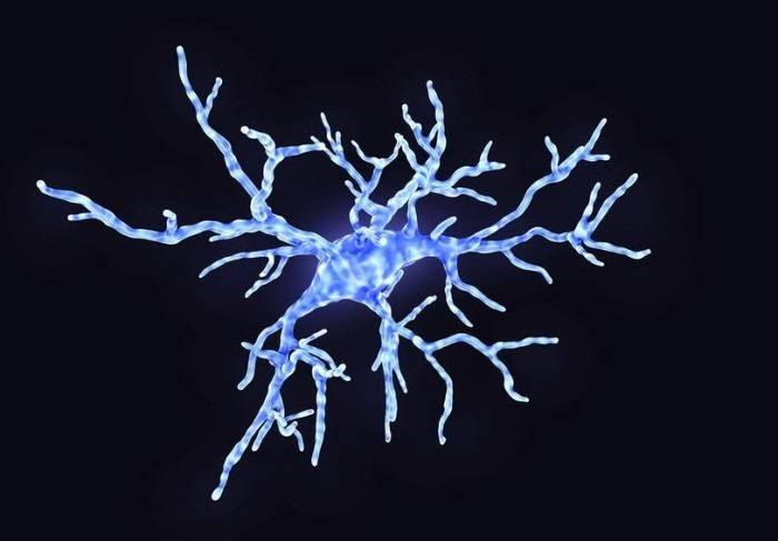 میکروگلیا سلول ایمنی مغز