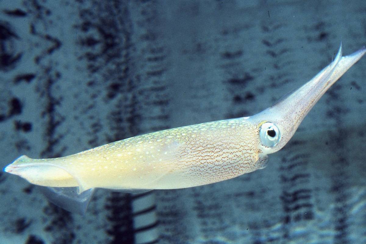  استفاده موفقیت‌آمیز از روش ویرایش ژن کریسپر در ماهی مرکب