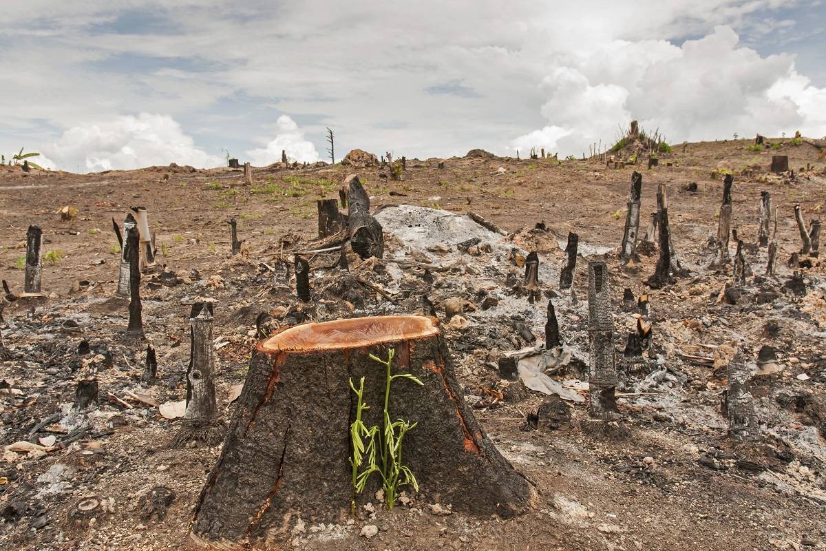 جنگل‌زدایی و  انقراض گونه‌های زیستی موجب افزایش احتمال وقوع دنیاگیری‌ها می‌شود