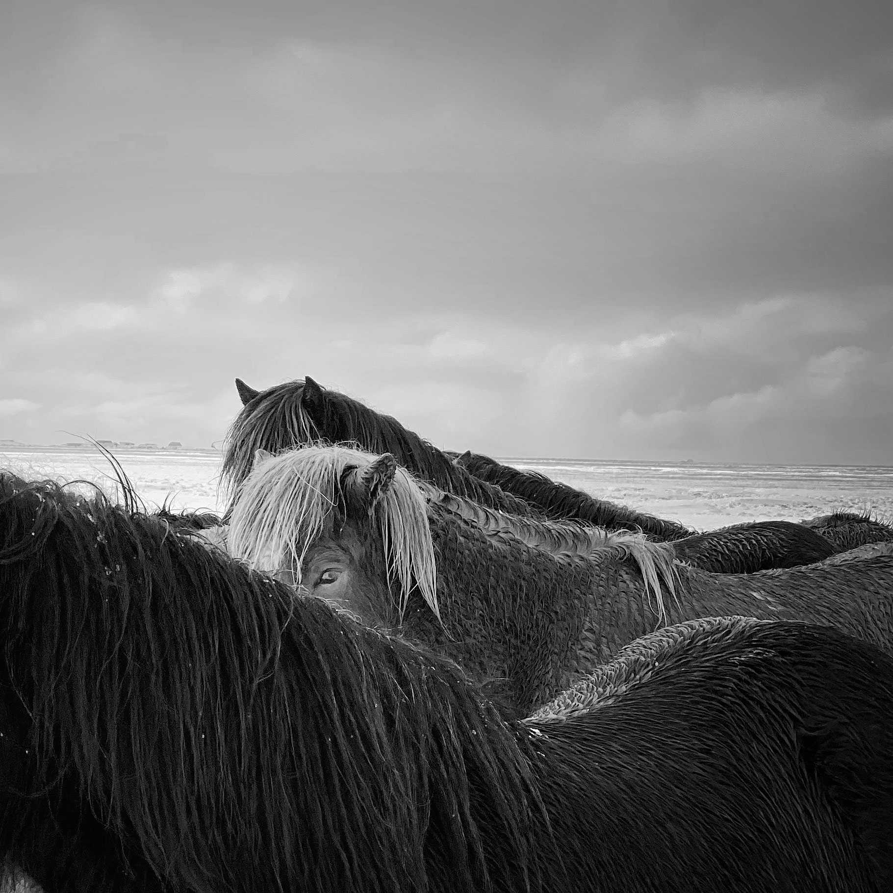 Horses-in-the-storm-islanda-xiaojun-zhang