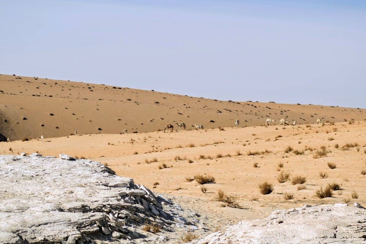ردپاهای کشف شده در بیابان باستانی؛ اولین شاهد حضور انسان خردمند در عربستان