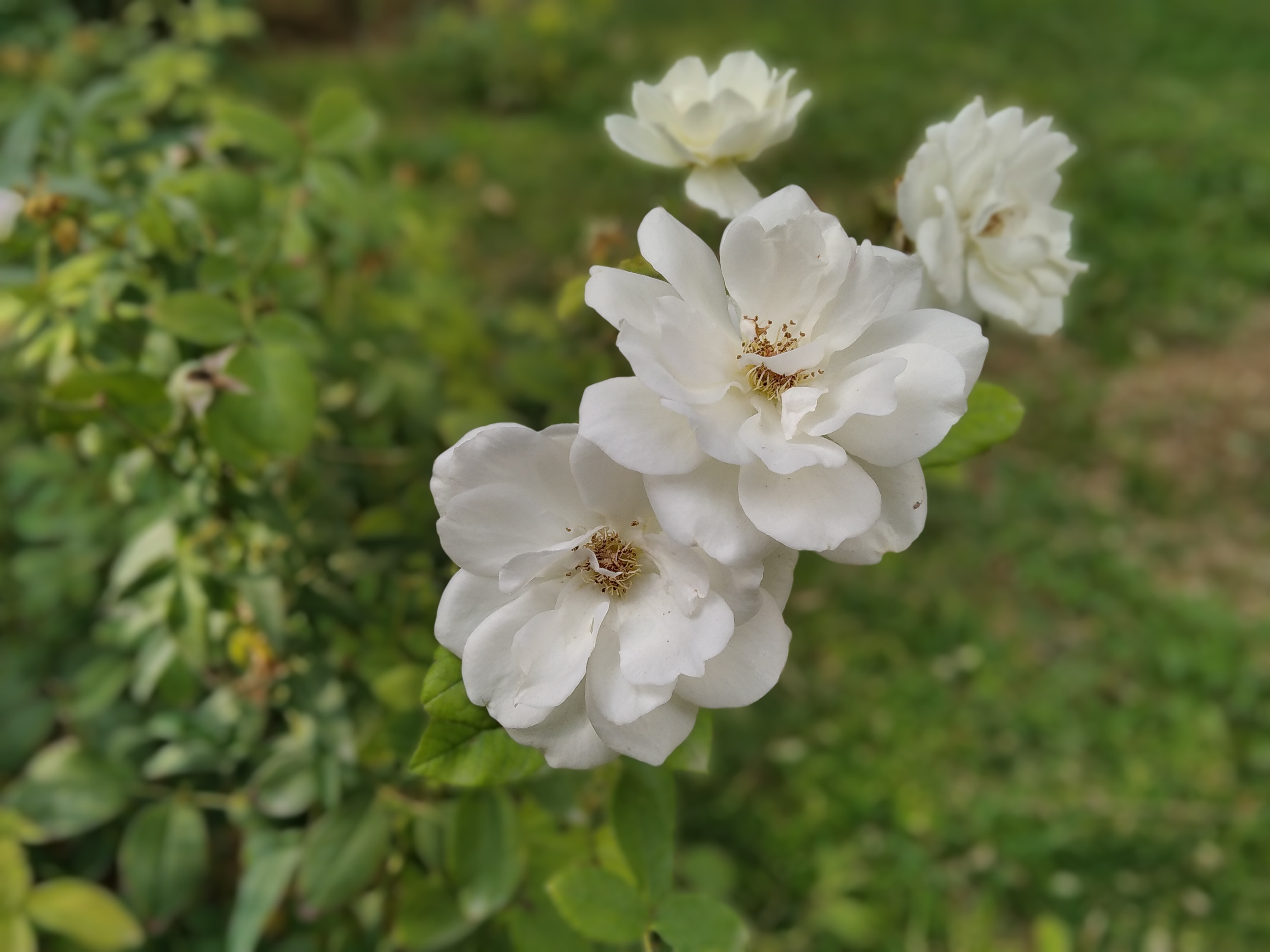 نمونه عکس ثبت شده توسط دوربین اصلی شیائومی ردمی ۸ در حالت پرتره - گل سفید