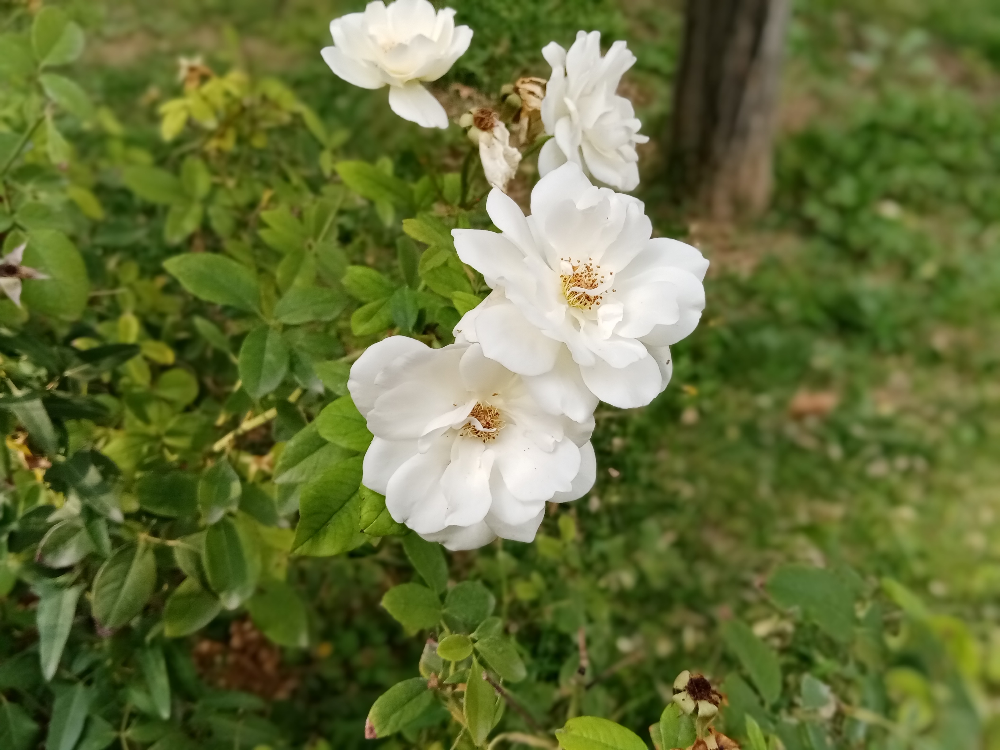 نمونه تصویر ثبت شده در حالت Aperture - گل سفید