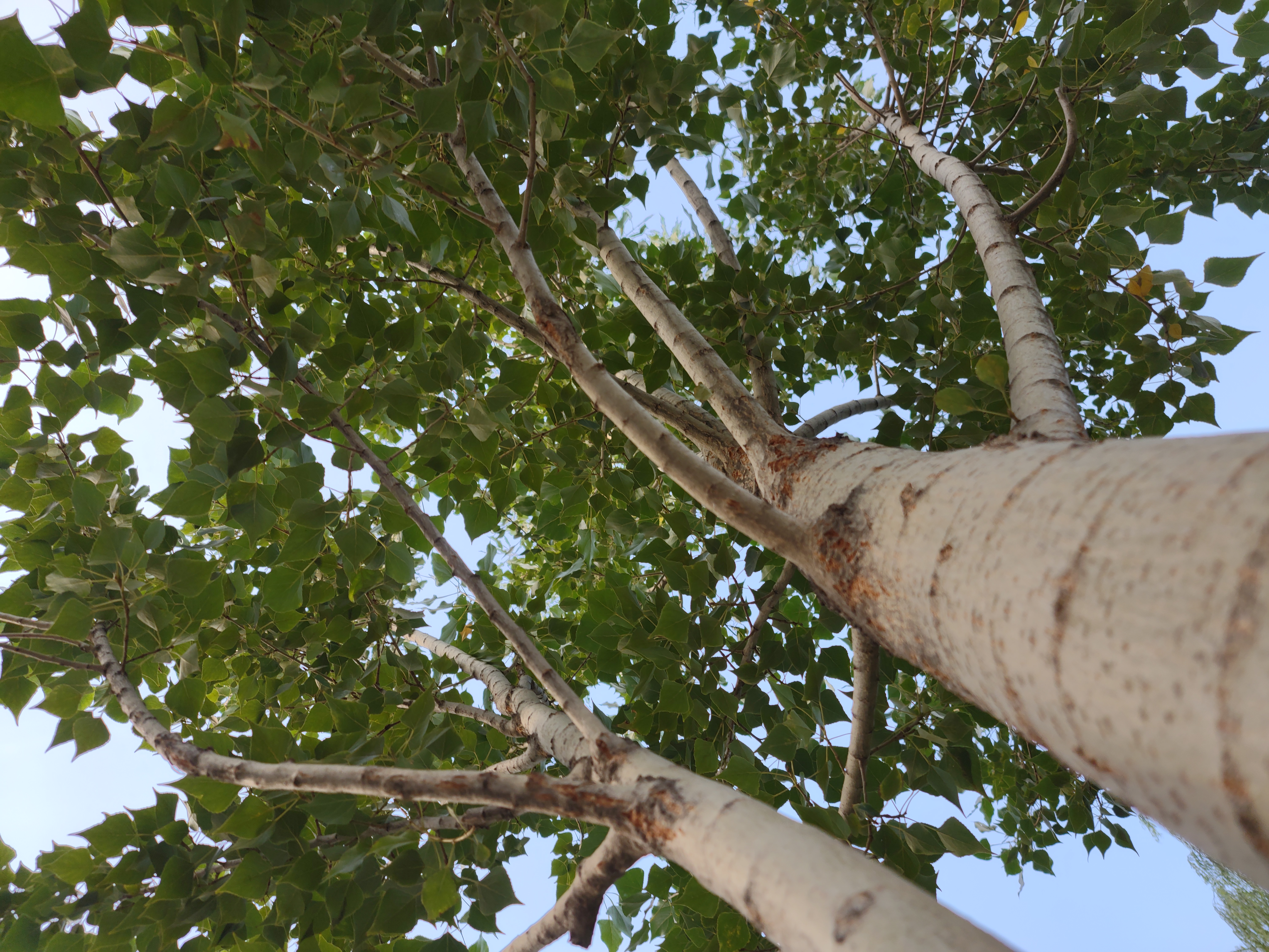 نمونه عکس دوربین اصلی موتورولا اج پلاس - درخت بوستان نهج البلاغه