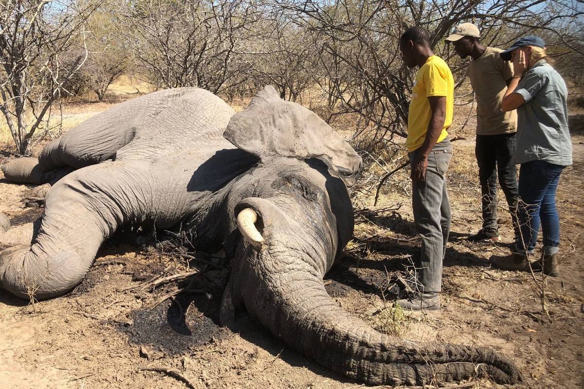 دولت بوتسوانا علت مرگ مشکوک صدها فیل این کشور را مسومیت باکتریایی می‌داند