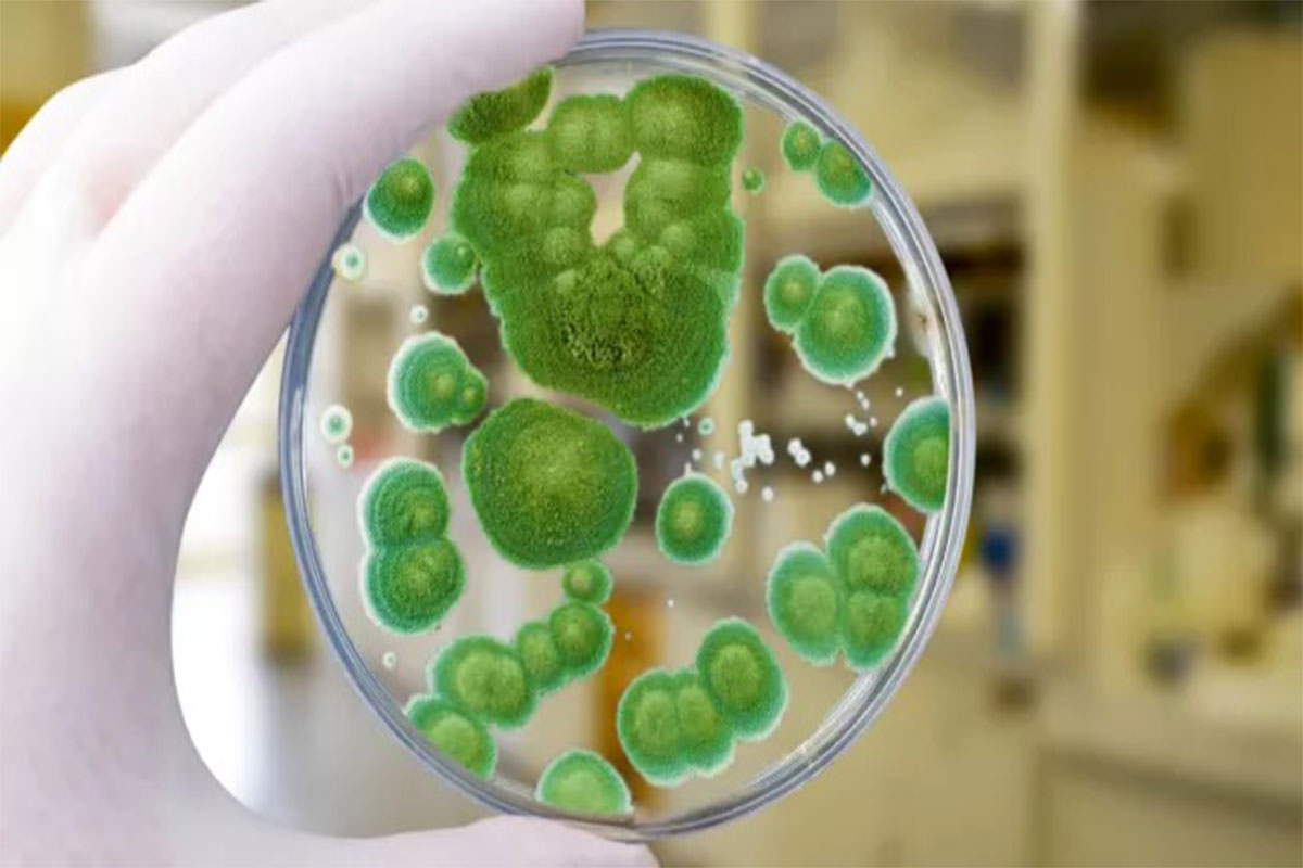 احیای کپک پنی‌سیلین فلمینگ برای مقابله با باکتری‌های مقاوم به آنتی‌بیوتیک