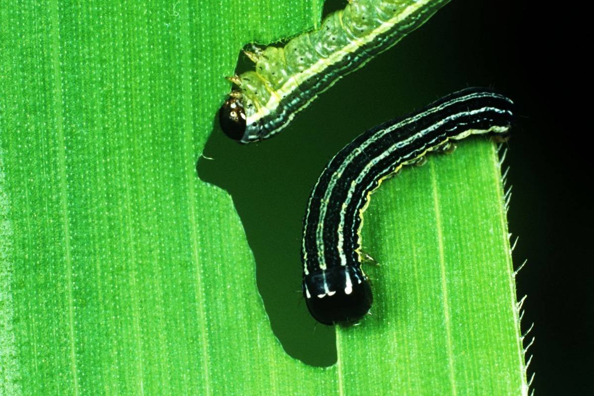 آیا حشرات اصلاح‌شده ژنتیکی راه‌حل مبارزه با آفات کشاورزی هستند؟