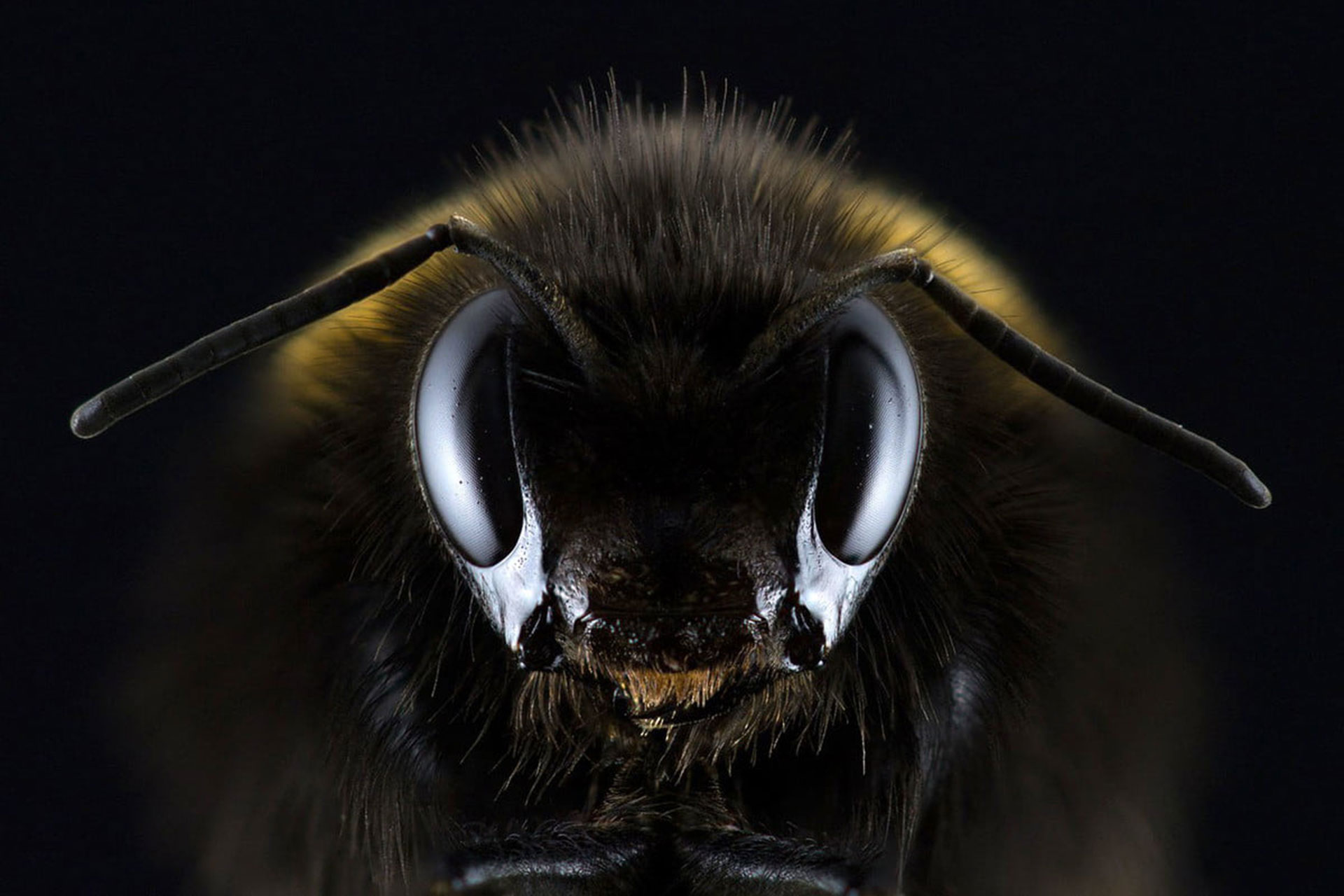 هوش مصنوعی زنبور عسل، جدیدترین فناوری