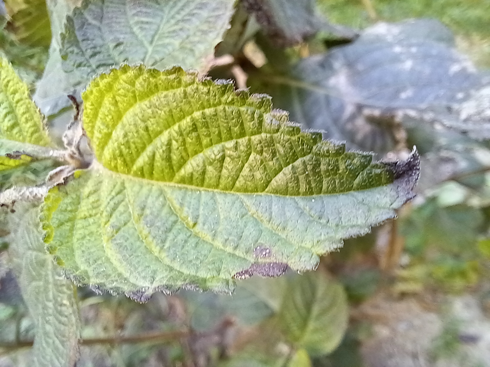 نمونه عکس دوربین ماکرو گلکسی A12 سامسونگ در روشنایی روز - برگ گیاه