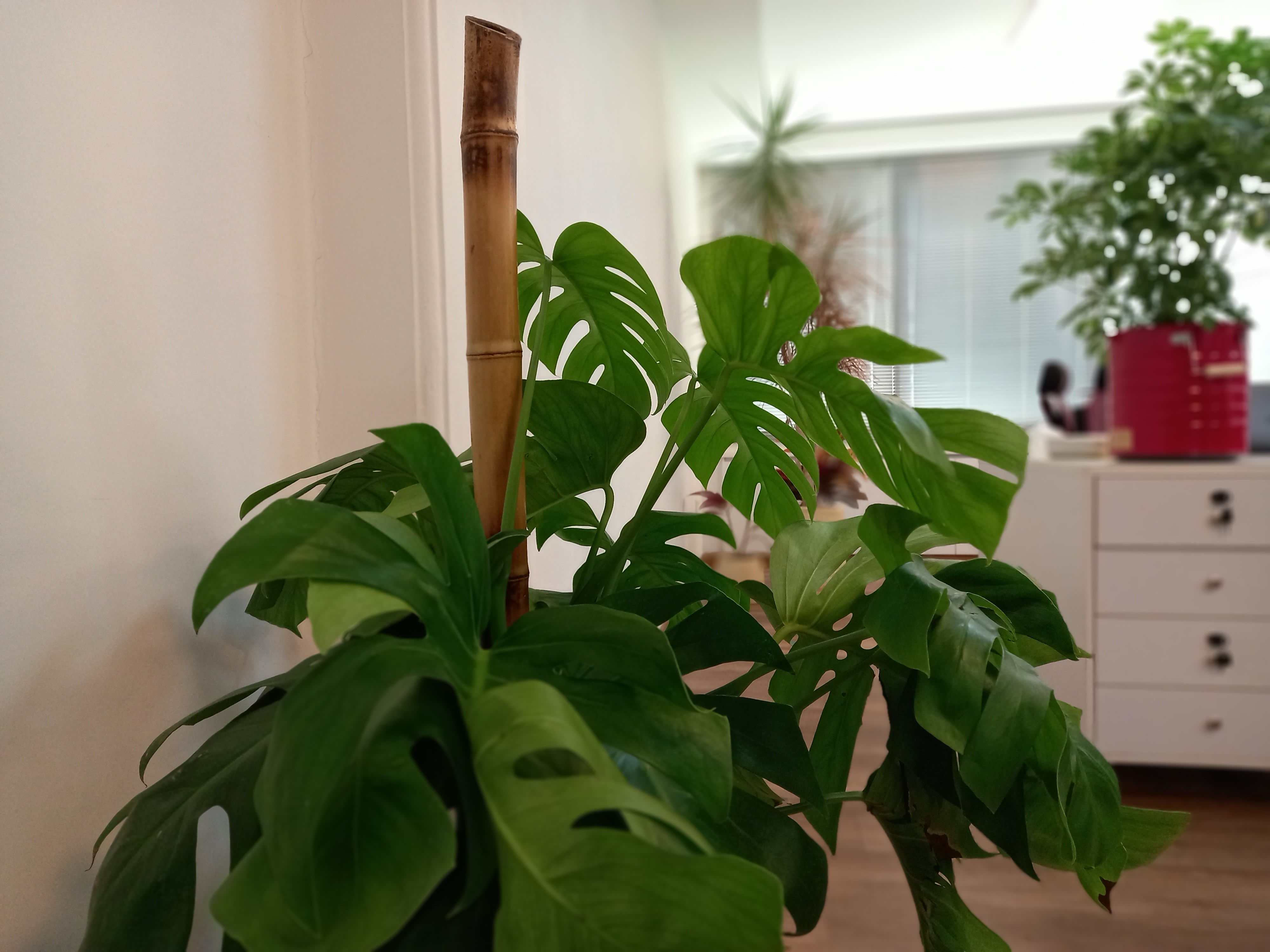 نمونه عکس پرتره گلکسی A12 سامسونگ - گیاه در دفتر زومیت