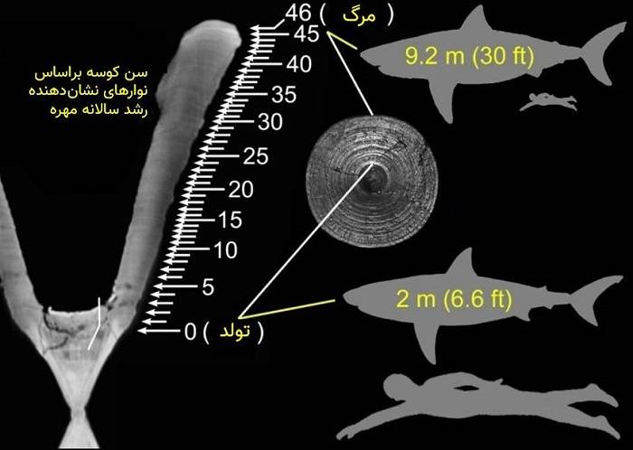 تعیین سن کوسه بر اساس حلقه مهره / estimating shark age