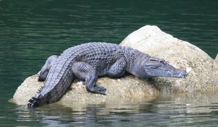 تمساح فیلیپینی / Philippine crocodile