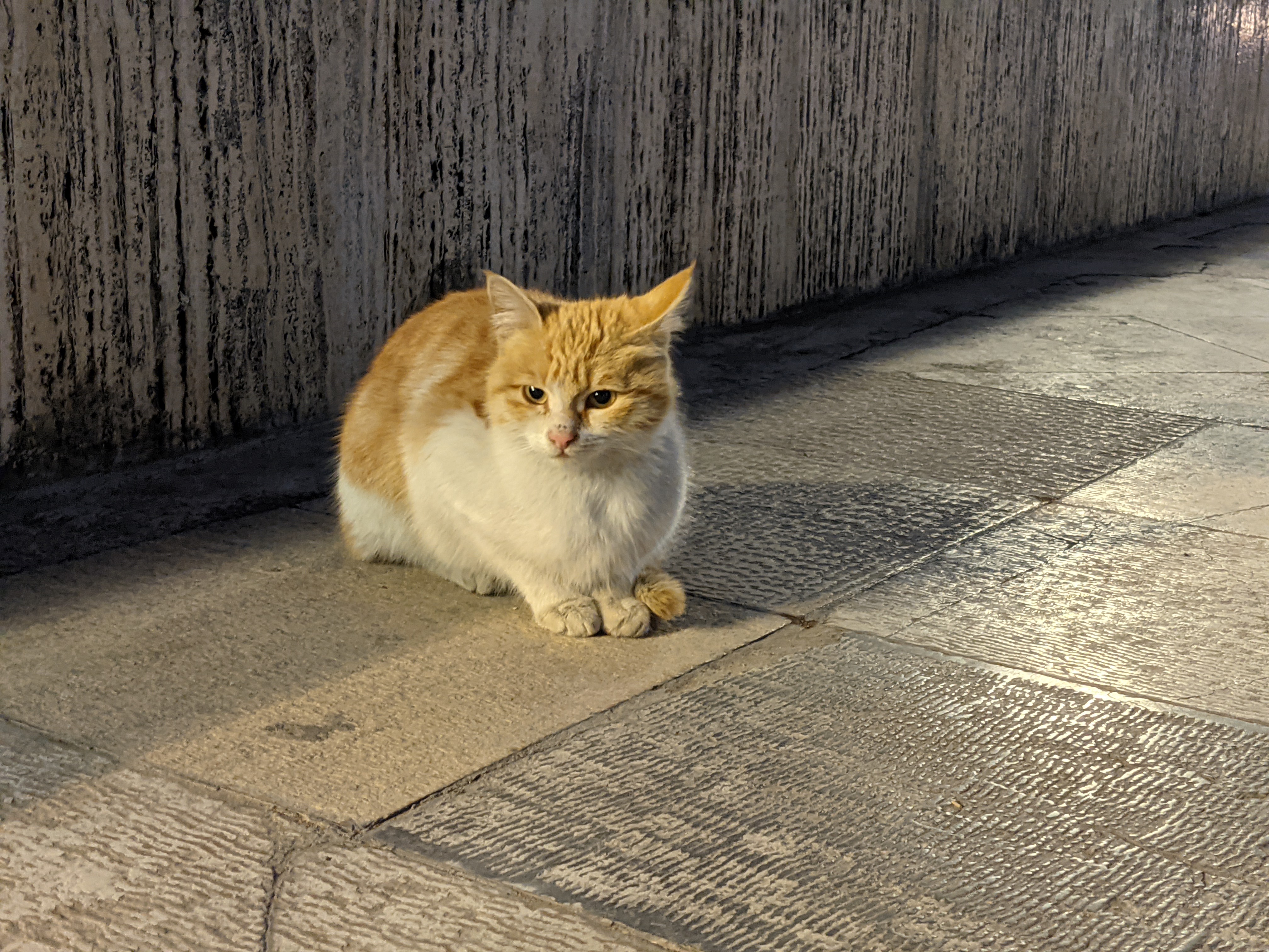 عکس نمونه با زوم ۲ برابری پیکسل ۵ در تاریکی - گربه‌ای در پارک آب و آتش تهران