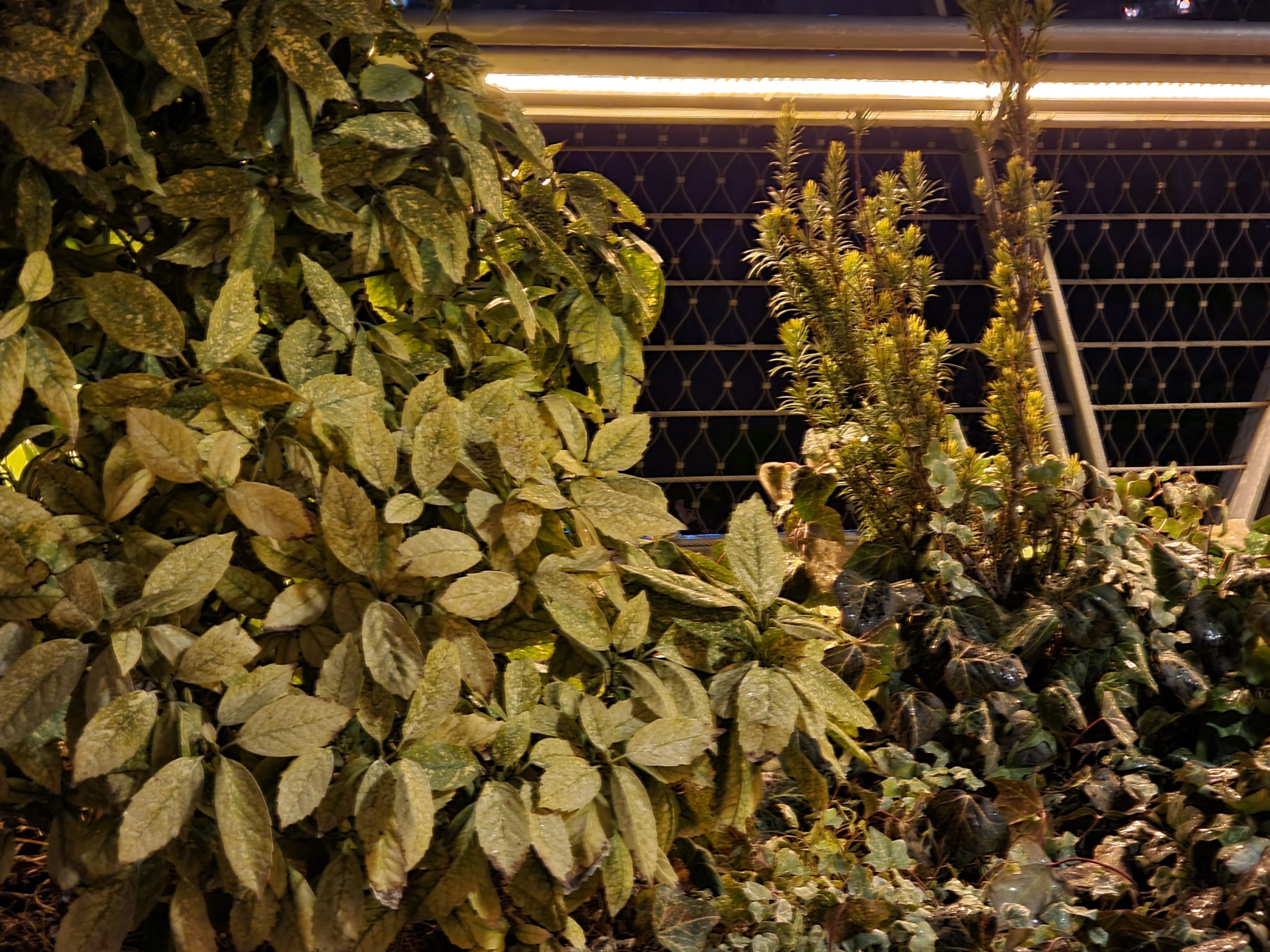عکس نمونه دوربین تله فوتو ۳ برابری گلکسی اس ۲۱ اولترا در تاریکی - گیاهی روی پل طبیعت