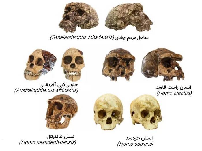 جمجمه گونه های انسان / skulls of human species