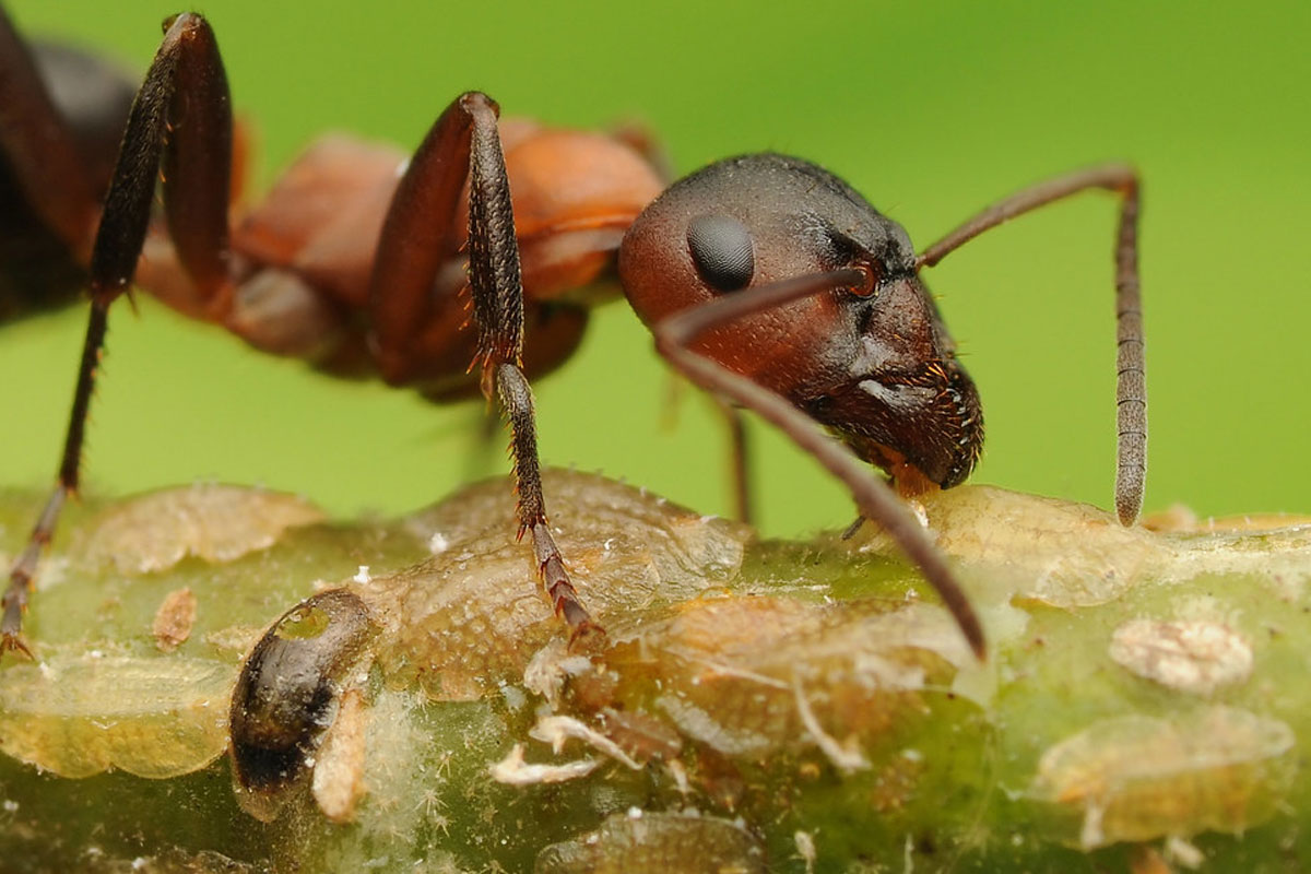 دانشمندان ردپایی از برده‌داری و زندگی انگلی در برخی کلونی‌های مورچه‌ای کشف کردند