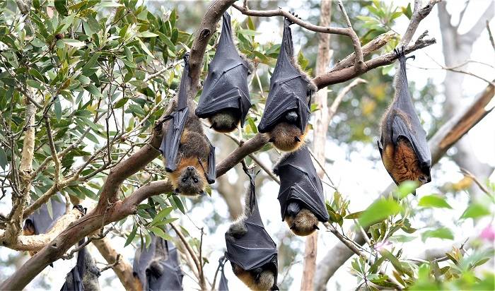 خفاش میوه خوار عامل انتشار ویروس نیپا