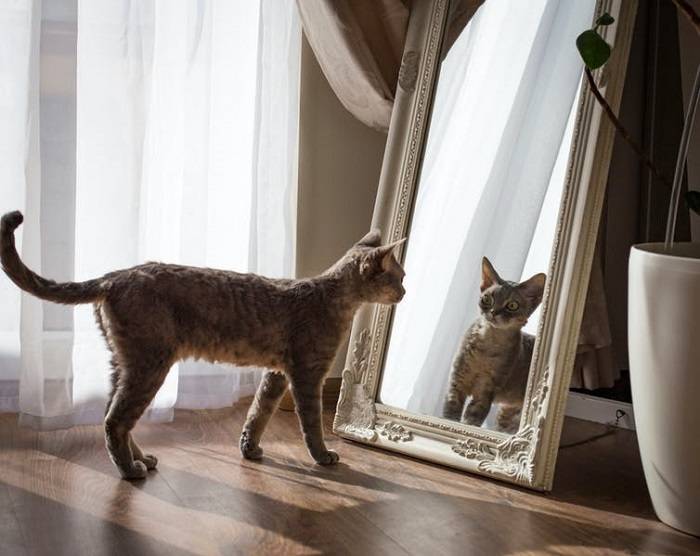 گربه در آینه