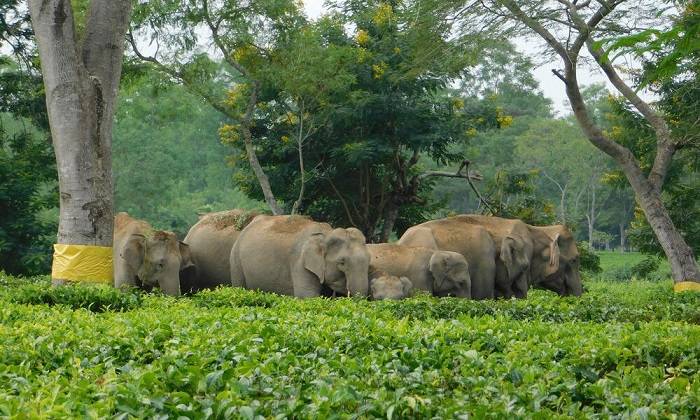 فیل ها در حال خوردن محصولات زراعی