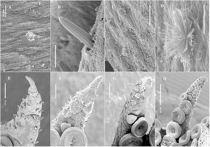 تصاویر میکروسکوپی اندام های موقت هشت پا