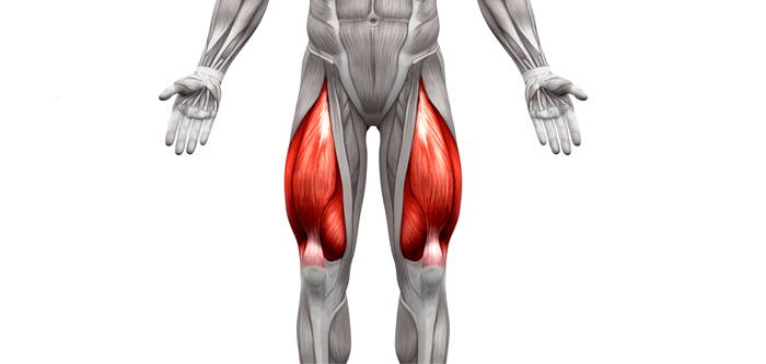 عضلات چهار سر ران / quadriceps